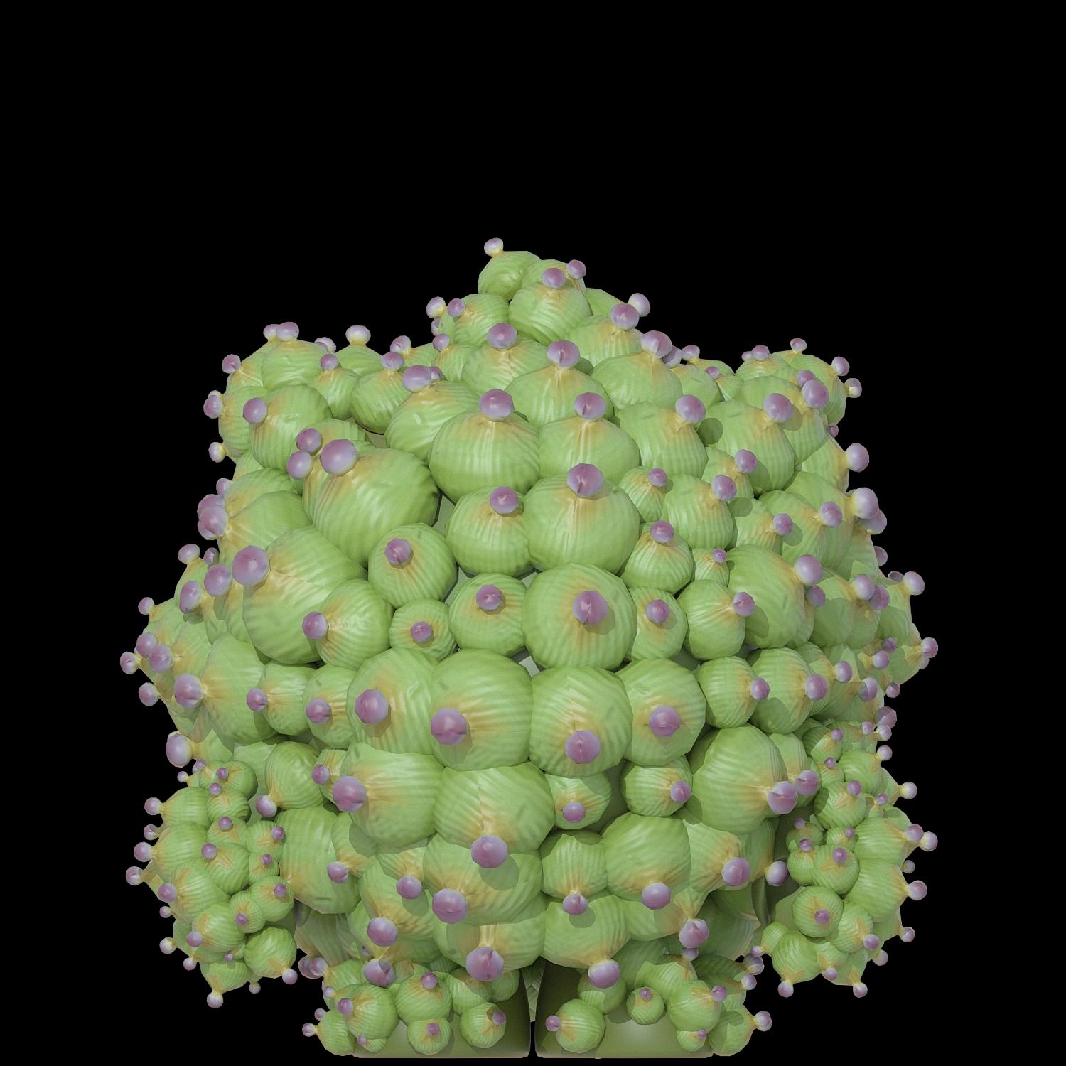 prickly-coral